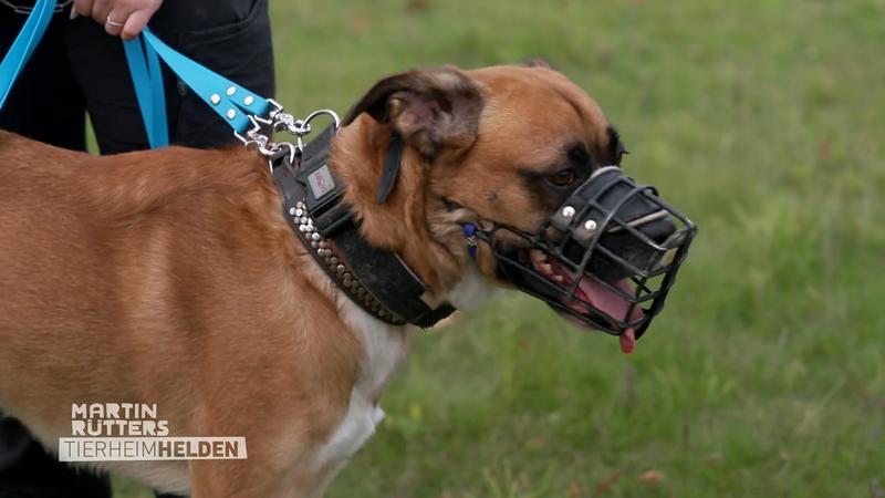 Schwer vermittelbarer Boxer-Mischling