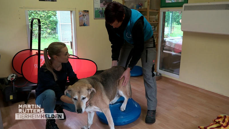 Physiotherapie für die älteren Hunde