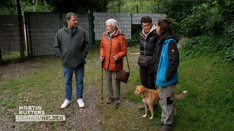 Ein zweiter Hund als Gefährte