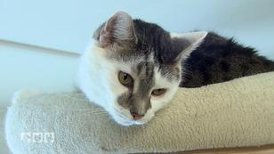 Katzen in der kalten Jahreszeit