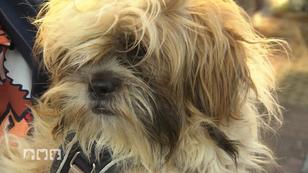 Shizu Winnie hat einen Friseurtermin!