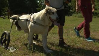 Der vielleicht schwerste Rolli-Hund 