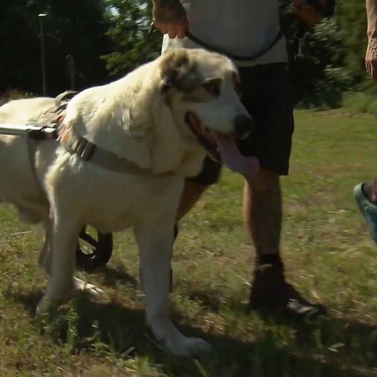 Ralf Seegers „Harte Hunde“ sind zu Besuch auf „Ankas Gnadenhof“.
