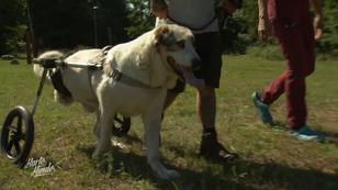 Otto hat ein schweres Schicksal