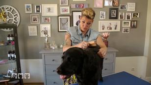 J wie "Juckreiz" bei Hunden