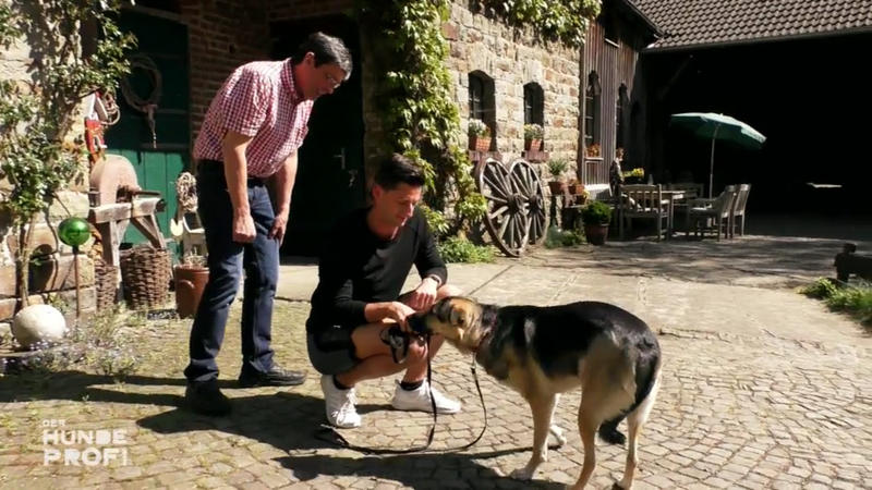 Hündin Sofie hat Angst vor ihrem Herrchen
