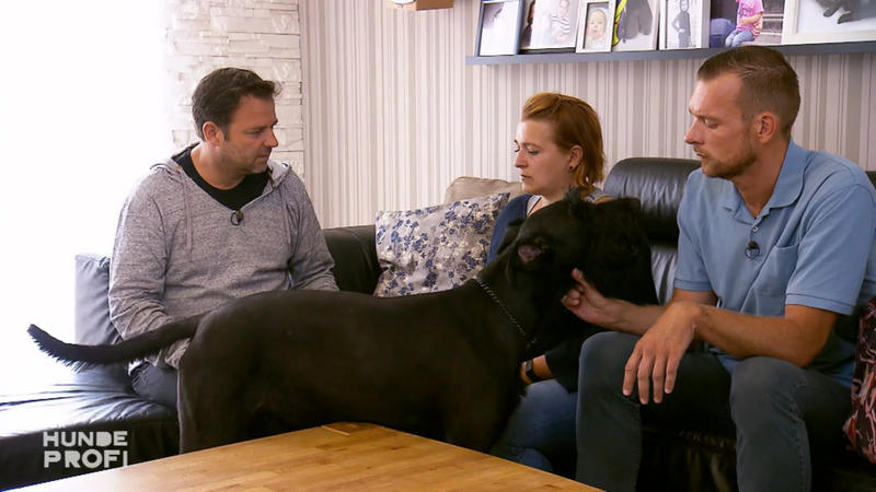 Riesenschnauzer Matt stresst die ganze Familie