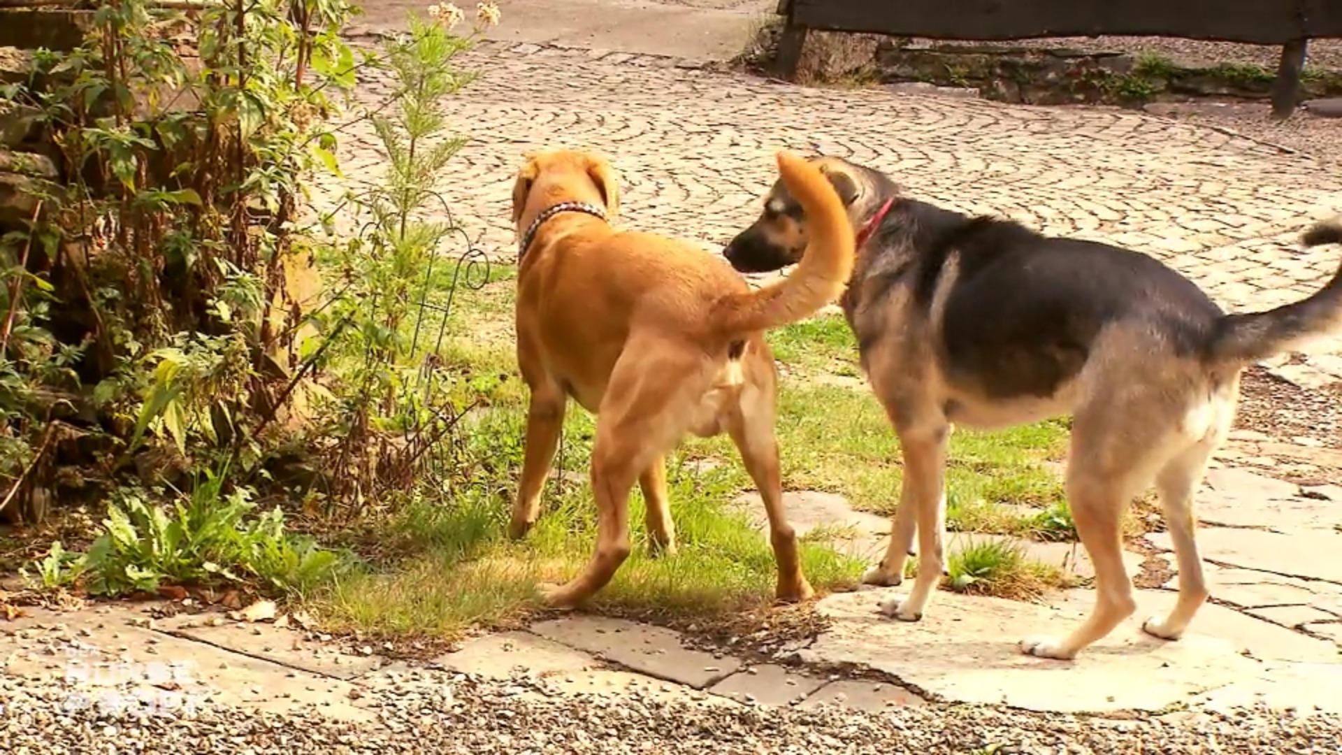 Ein zweiter Hund könnte Mischling Sofie helfen