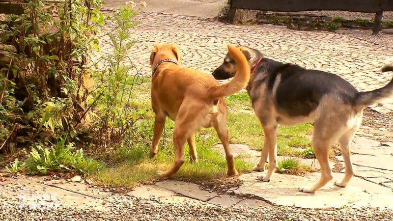 Ein zweiter Hund könnte Mischling Sofie helfen