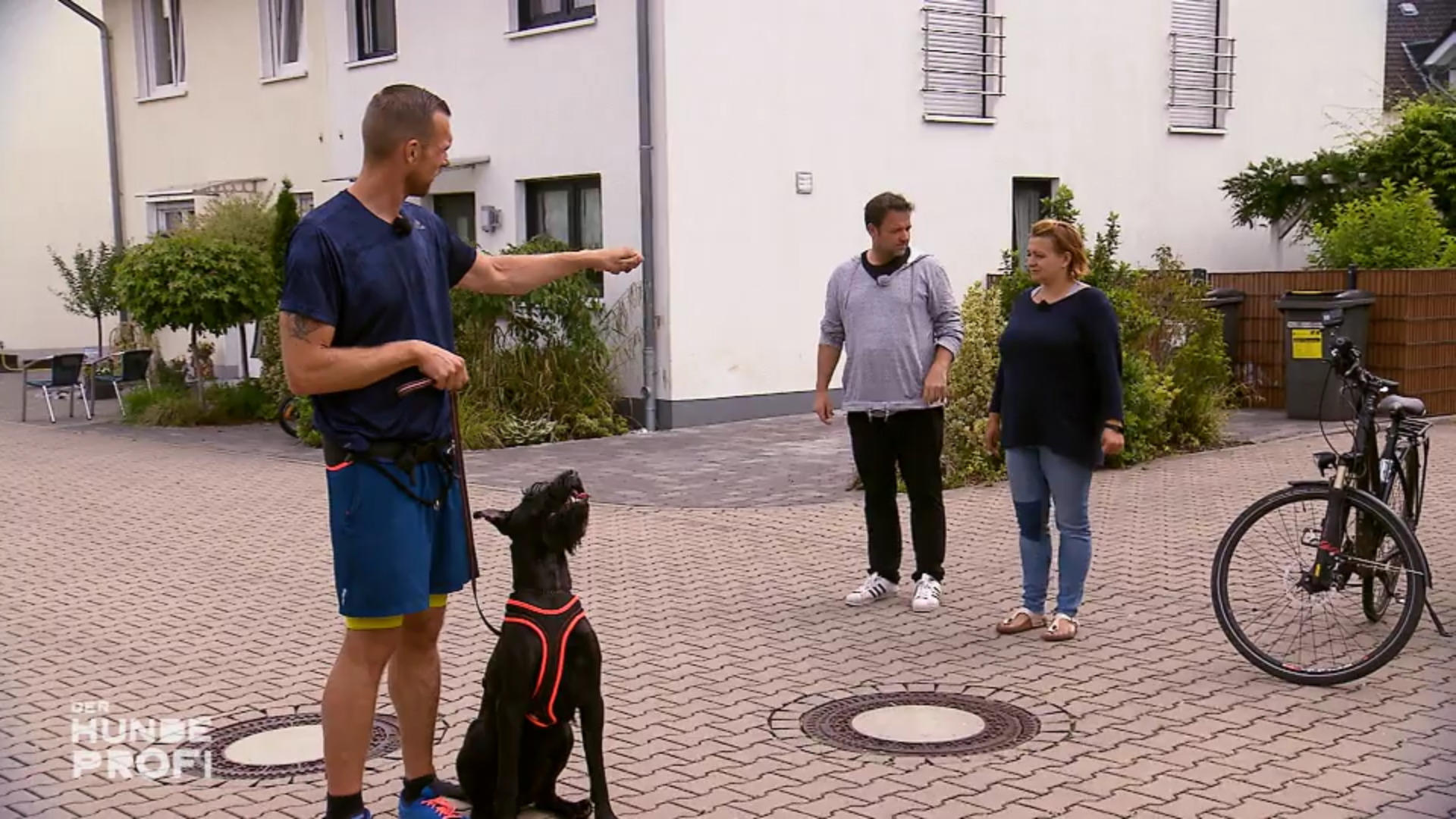 Riesenschnauzer Matt macht, was er will