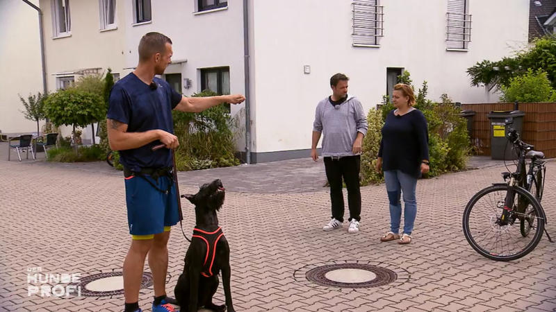 Riesenschnauzer Matt macht, was er will