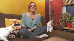 Katzen als Futtermäkler - Was ist der Grund?