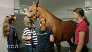 Dominates Verhalten durch Kastrationsfehler?