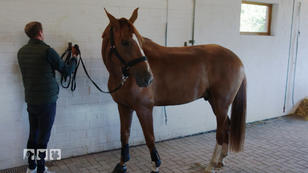 Pferd Findus wird auf die Probe gestellt