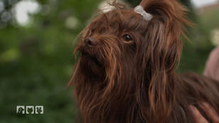 Bolonka Zwetna - Mehr als nur ein Schoßhündchen