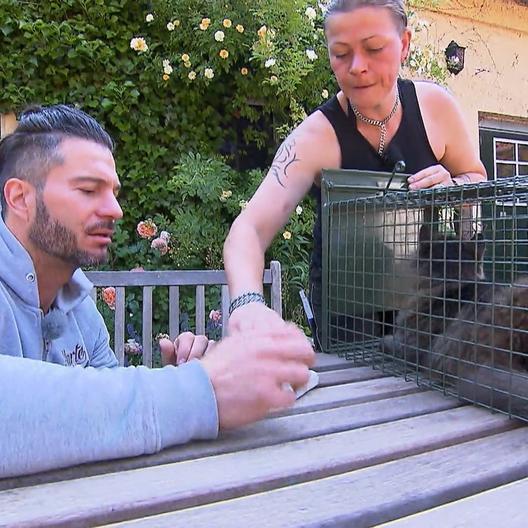 Die Katzenfreunde Bissendorf haben gleich zwei große Probleme. Platz fehlt.