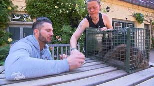 Jeden Tag neue Katzen in Bissendorf