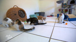 Überfüllte Vereine - Wohin mit den vielen Katzen?