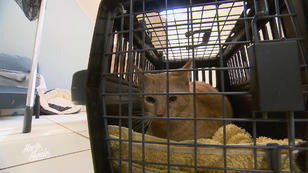 Ängstliche Ruby bekommt neues Zuhause