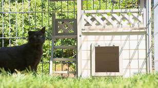 Das neue Katzengehege ist fertig