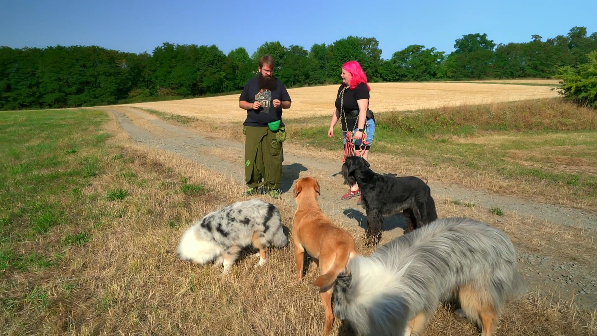 Perfekter Trainingsort für das bunte Rudel