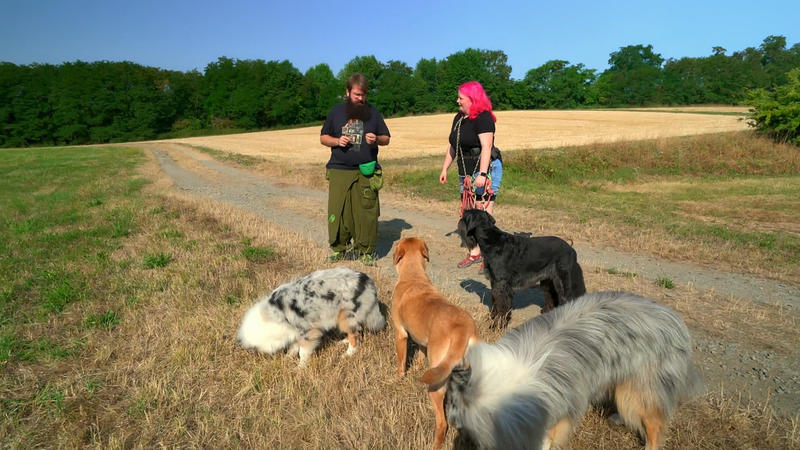 Perfekter Trainingsort für das bunte Rudel