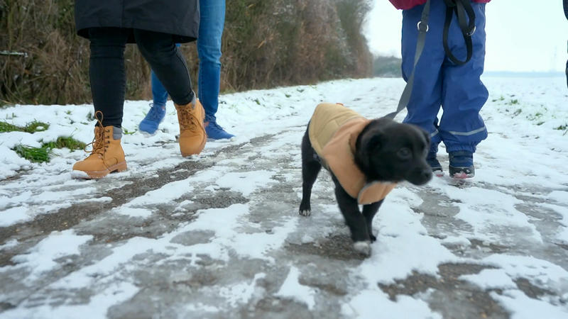 Die kleine Fiebi erkundet die Nachbarschaft