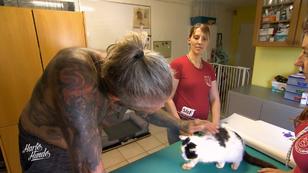 Kater in sehr schlechtem Zustand