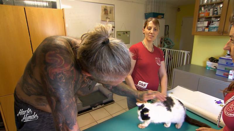 Kater in sehr schlechtem Zustand