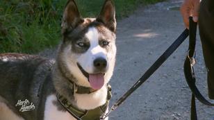 Trainingseinheit für Huskie-Dame Kira