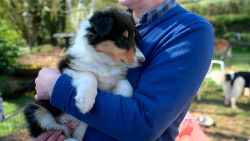 Marion und Frank werden einen Collie adoptieren