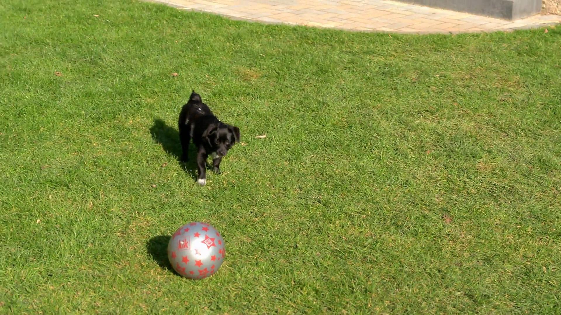 Training mit Welpe Phoebe