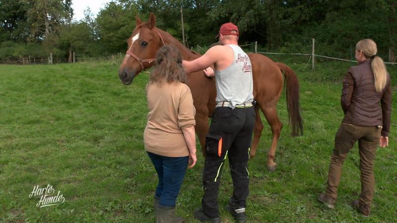 Woher kommen die Beschwerden bei Pferd Jack?
