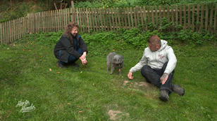 Angsthund Emil hat schlimmes erlebt