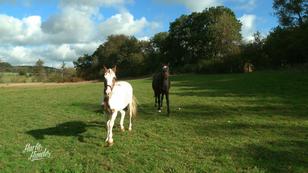 Champ ist außer Rand und Band