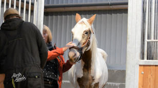 Pferd Champ war jahrelang eingesperrt