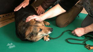 Eine Orthese könnte Knopas Leben verlängern