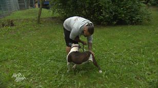 Hund Bruce braucht ein paar Manieren