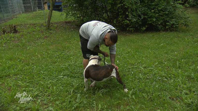 Hund Bruce braucht ein paar Manieren