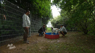 Der Hundeauslauf wird schick gemacht