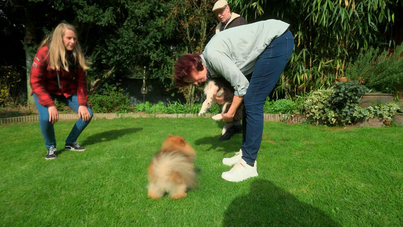 Abby lernt anderen Familienhund kennen