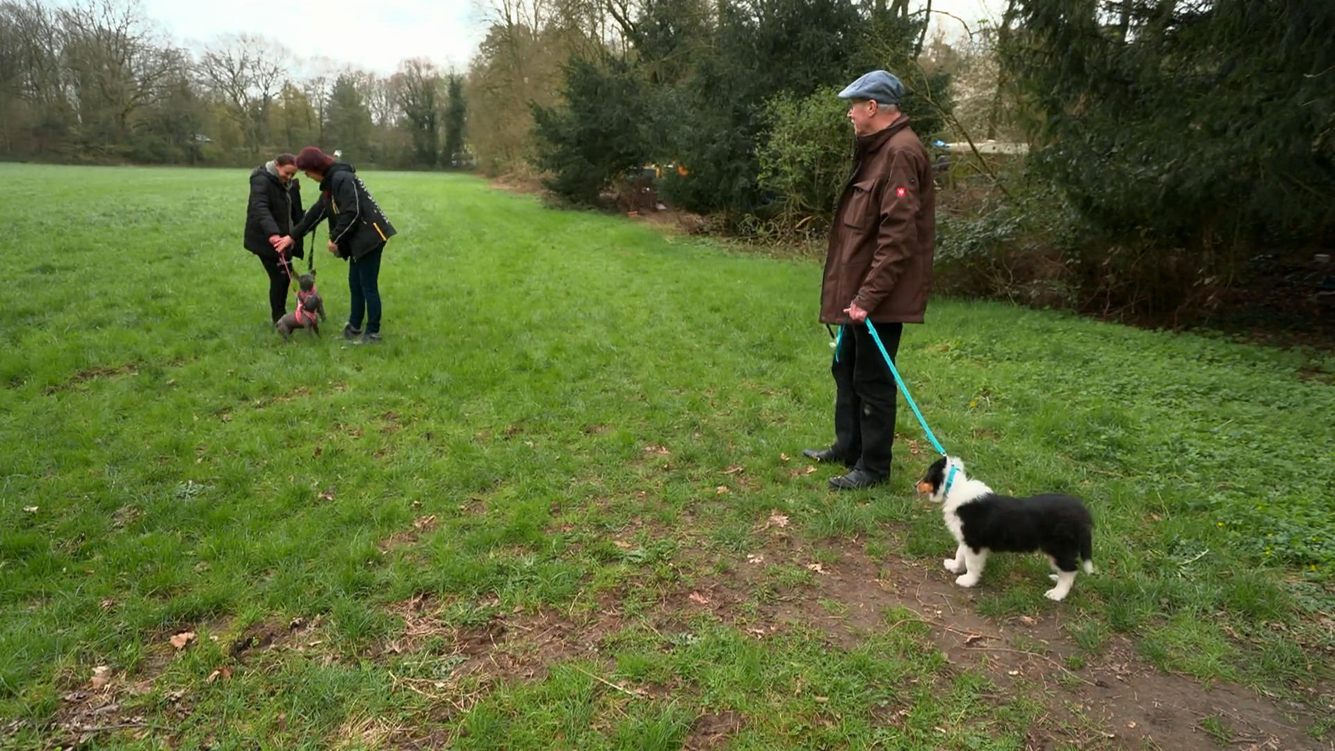 Die nächste Hundebegegnung für Abby