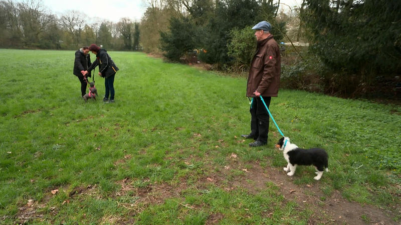 Die nächste Hundebegegnung für Abby