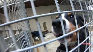 Auch Problemhund Leo wird gut versorgt