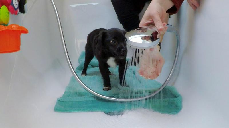 Welpe Phoebe soll gebadet werden