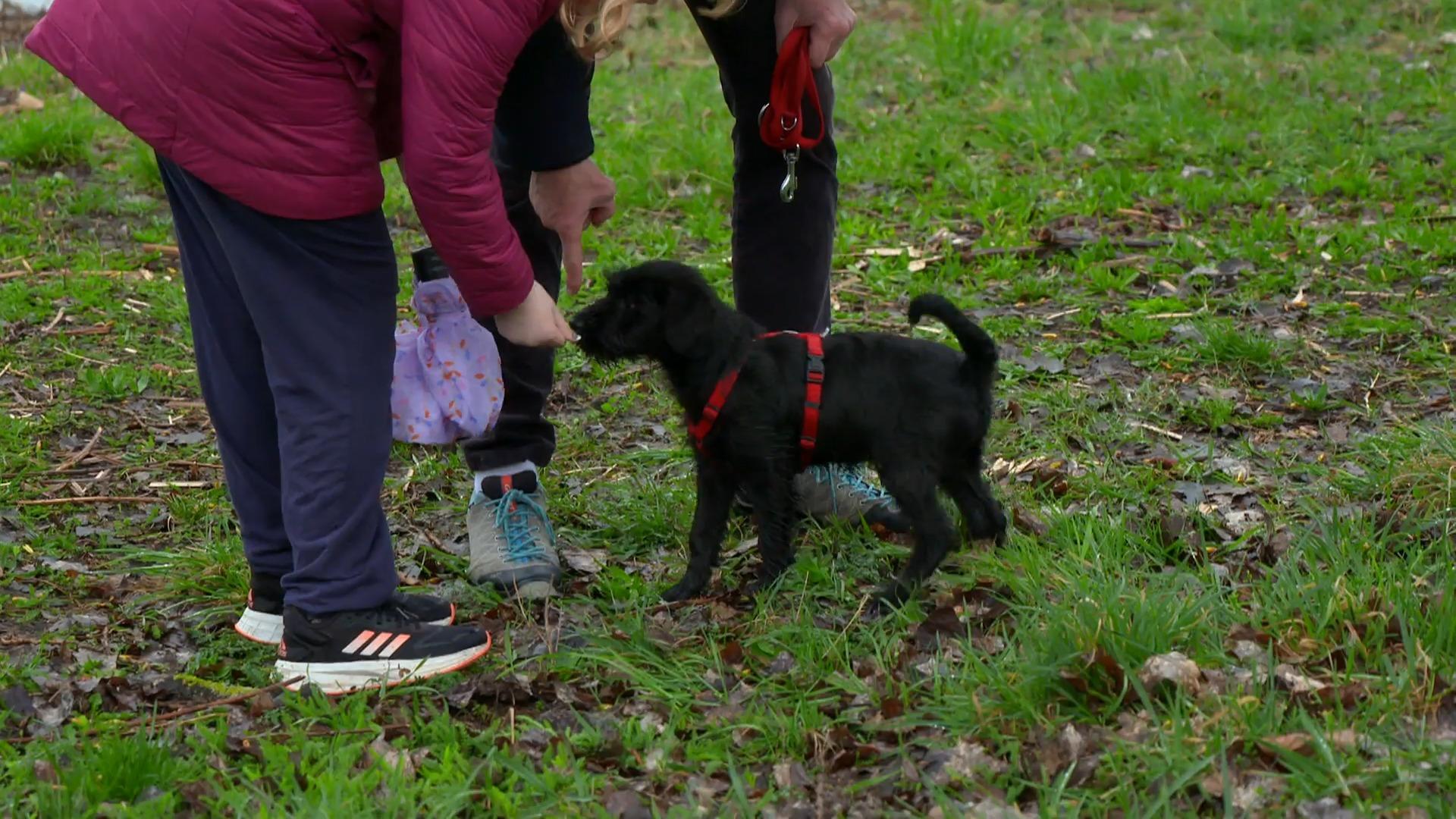 Käse-Leckerli passen für Welpe Hilde und Tochter Luise