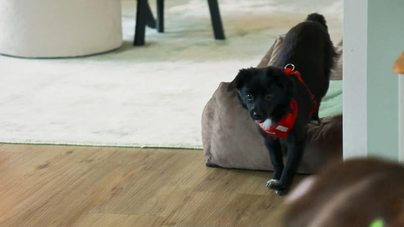 Für Phoebe ist das Decken-Training hart