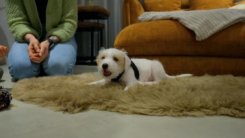 Welpe Rudi lebt sich in sein neues Zuhause ein