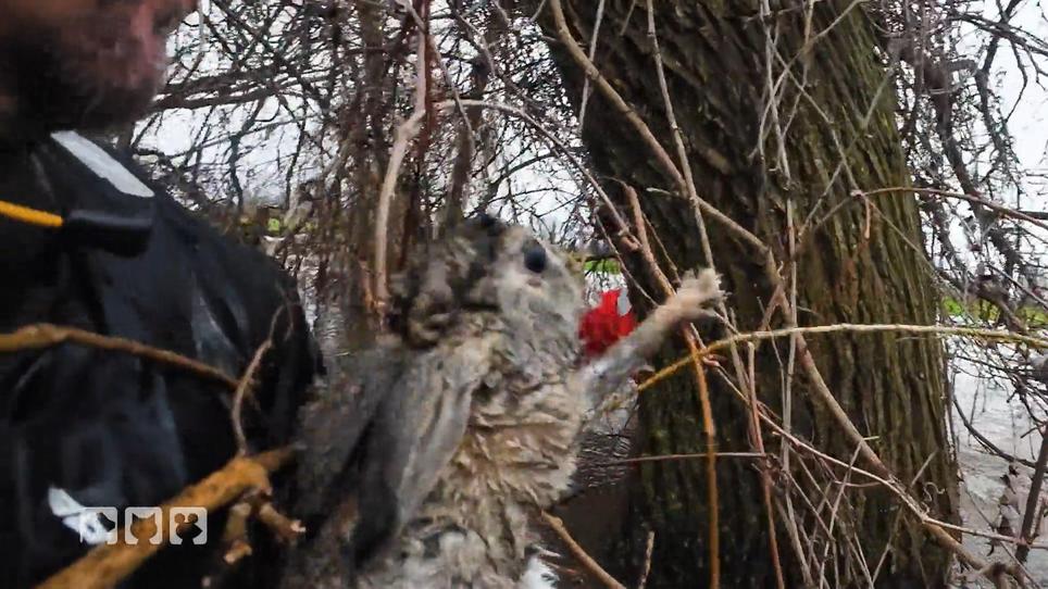 Kaninchen klettert auf einen Baum!