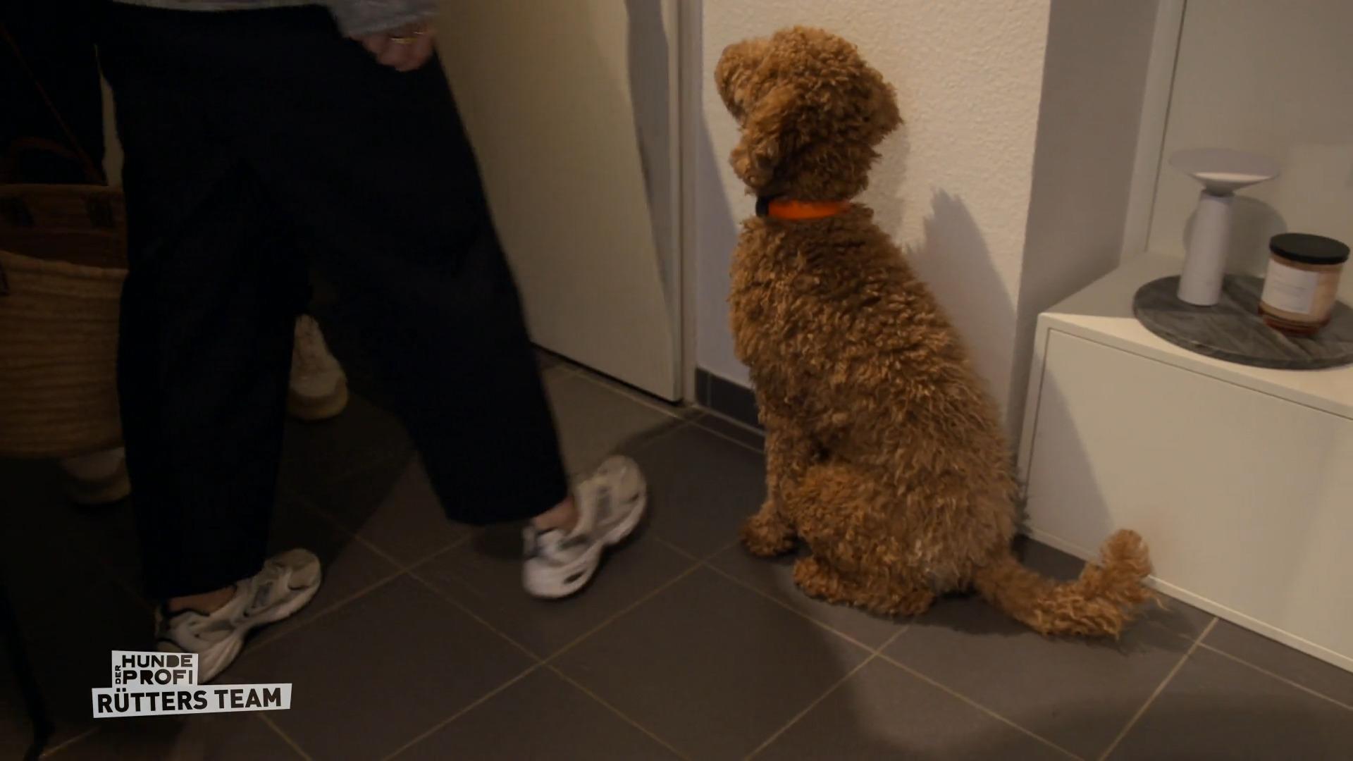 Pudel Theo hasst das Alleinesein